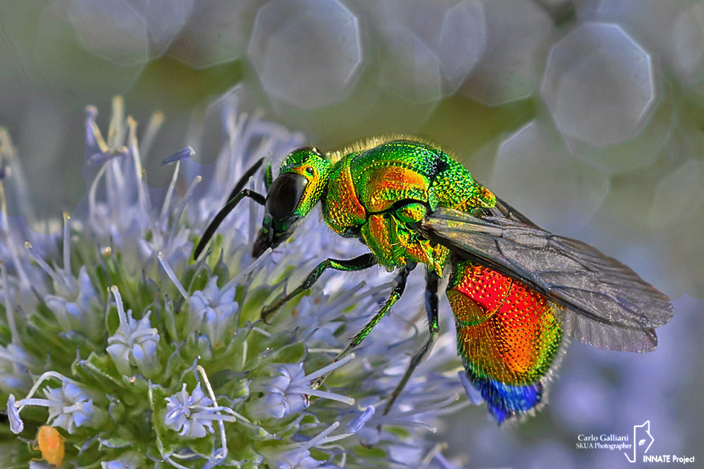 Chrysididae: Stilbum cyanurum